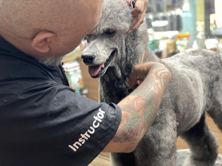 Dog Grooming Classes West Coast Grooming Academy