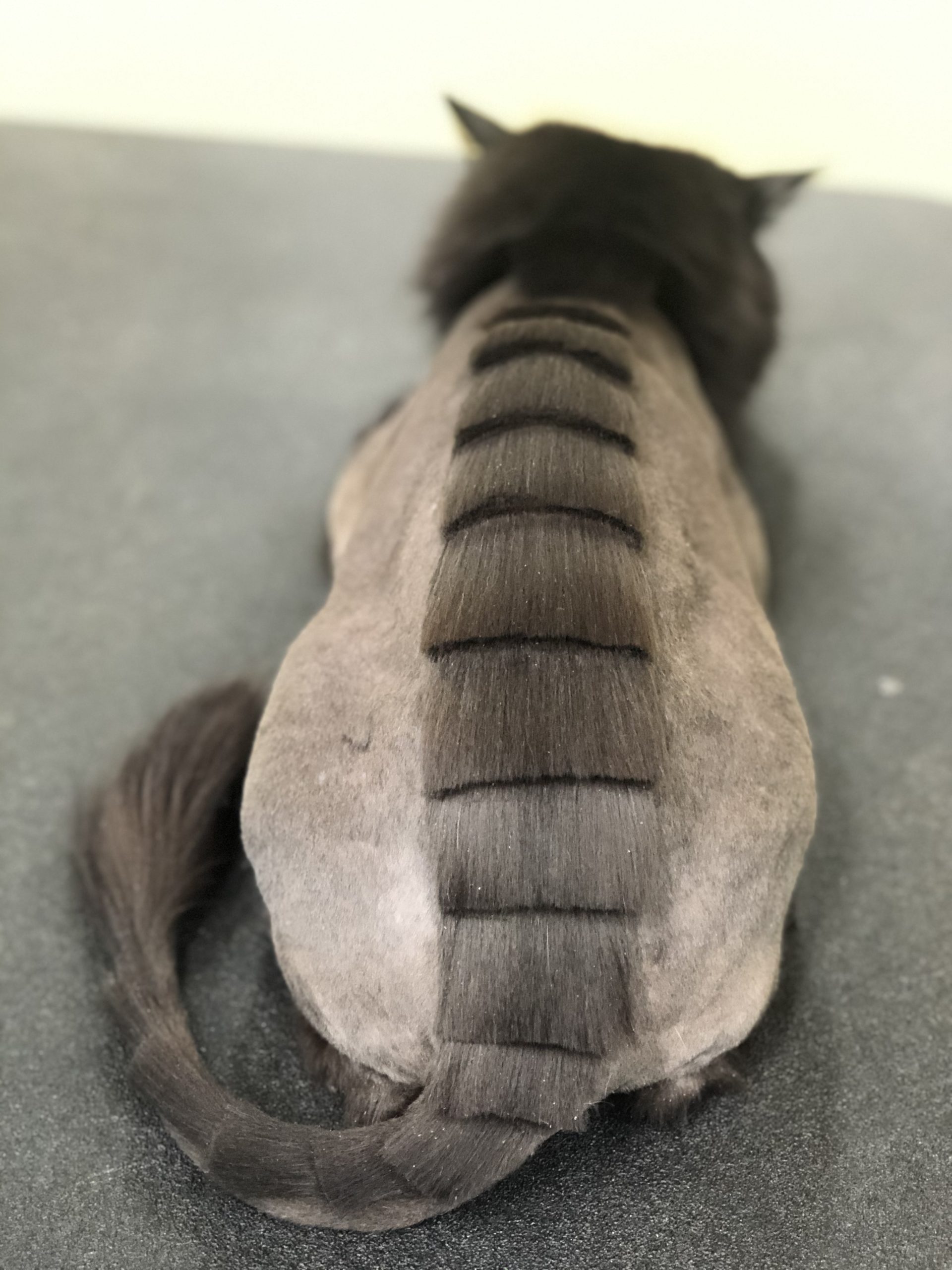 Cat Grooming Classes West Coast Grooming Academy